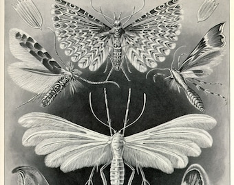 Haeckel Moth Scientific Illustration, Scientific Illustration,  Moth Illustration, Moth Scientific Illustration, Illustration Scientific