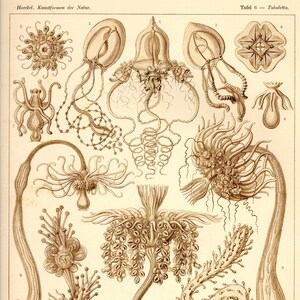 Marine Life, Life Scientific, Scientific Life, Scientific Illustration, Life Marine, Life Illustration, Marine Scientific, Illustration Life
