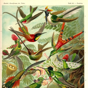 Hummingbird, Giclee Print, Ernst Haeckel, Art Print, Hummingbird Art, Bird Decor, Humming Bird, Art Nouveau, Vintage Illustration, Bird Art