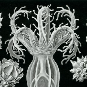 Coral Drawing, Science Drawing, Coral Sea, Sea Drawing, Drawing Coral, Sea Coral, Sea Coral Drawing, Sea Science, Coral Science, Haeckel Art