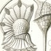 see more listings in the Vintage Ernst Haeckel section