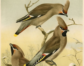 Waxwing, Bird Art, Bird Prints, Natural History, Nature Print, Nature Lover Gift, Vintage Birds, Bird Lovers Gift, Antique Illustration, Art