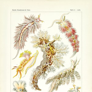 Sea Slugs, Nudibranch Sea Slugs, Sea Print, Science Poster, Sea Science, Poster Science, Biology Illustration, Sea Biology, Sea Illustration