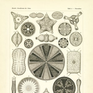 Plankton Drawing, Life Plankton, Marine Plankton, Drawing Plankton, Marine Life, Plankton Life, Life Drawing, Marine Life Plankton, Haeckel