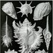 see more listings in the Vintage Ernst Haeckel section