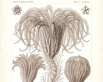 Sea Lilies, Scientific Art, Art Scientific, Lilies Art, Sea Art, Art Lilies, Art Sea, Ernst Haeckel, Haeckel Ernst, Scientific Illustration