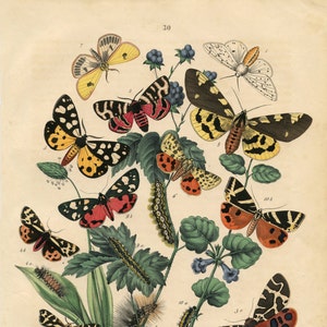Schmetterlinge, Botanischer Druck, Boho Dekor, Naturdruck, Schmetterlingsdruck, Naturgeschichte Druck, Antike Botanische Drucke, Boho Dekor