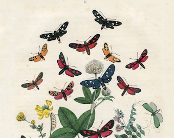 Boho Decor, Vlinders Natuur Print, Vintage Botanische, Vintage Vlinder, Boho Decor, Botanische Print, Natuurlijke Historie, Butterfly Art