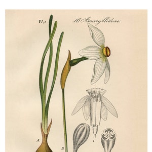 White Narcissus, Yellow Narcissus, Narcissus White, Narcissus Yellow, Narcissus Botanical, White Botanical, Botanical White, Yellow White