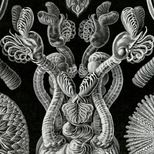 Sea Life, Sea Barnacles, Barnacles Drawing, Sea Drawing, Sea Life Drawing, Life Drawing, Drawing Sea, Drawing Sea Life, Drawing Life