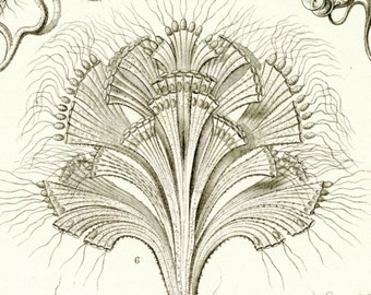 Brown Algae, Microscopic Algae, Algae Microscopic, Microscopic Brown Algae, Algae Brown, Algae Illustration, Brown Illustration, Haeckel Art