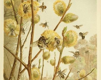 May include: A vintage illustration of a spring scene with a willow tree branch full of yellow catkins and many bees flying around. The text "FRÜHLINGSBILD AUS DEM INSEKTENLEBEN" is at the bottom of the image.