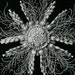 see more listings in the Vintage Ernst Haeckel section