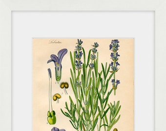 May include: A vintage botanical illustration of lavender, showing the plant's flowers, leaves, and seeds. The illustration is labeled "Labiatae" and "490 Lavandula officinalis Baix."  The text "Gewöhnlicher Lavendel" is also included.