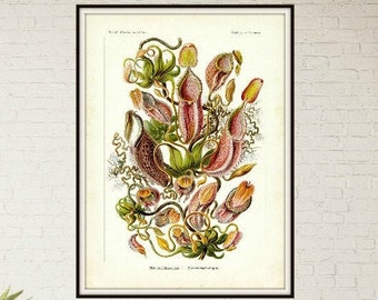 Pitcher Plant, Botanical Illustration, Plant Pitcher, Pitcher Plant Illustration, Plant Illustration, Botanical Plant, Pitcher Illustration