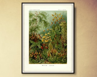 Botanical Print, Moss Print, Moss Forest, Forest Moss, Forest Print, Botanical Forest, Print Moss, Print Forest, Print Botanical, Haeckel