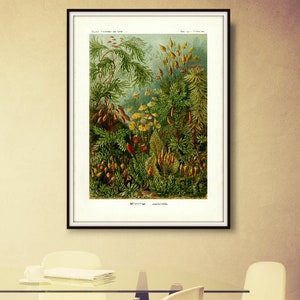 Botanical Print, Moss Print, Moss Forest, Forest Moss, Forest Print, Botanical Forest, Print Moss, Print Forest, Print Botanical, Haeckel