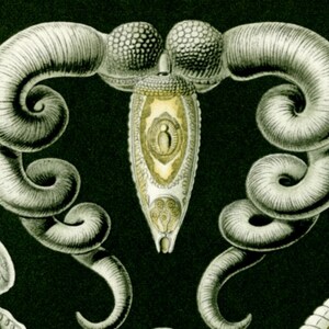 Nature Forms, Art Forms, Forms Art, Nature Art, Forms Nature, Nature Illustration, Art Forms Nature, Art Nature, Illustration Art, Haeckel