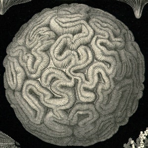 Brain Coral, Brain Illustration, Coral Brain, Coral Illustration, Illustration Brain, Coral Sea, Sea Coral, Haeckel Print, Coral Print, Art