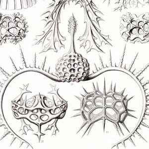 Life Plankton, Sea Plankton, Sea Life, Plankton Life, Plankton Sea, Plankton Art, Art Life, Sea Life Art, Life Art, Sea Art, Ernst Haeckel