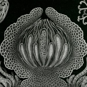 Scientific Illustration, Scientific Art, Art Scientific, Fungus Illustration, Fungus Art, Illustration Scientific, Illustration Art, Haeckel