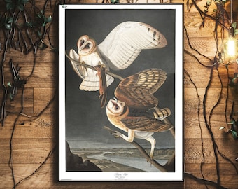 Barn Owl, James Audubon, Barn Owl Print, Barn Owl Wall Hanging, James John Audubon, Bird Art, Bird Prints, Owl Art, Owl Prints, Audubon Art