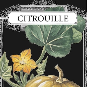 Pumpkin Drawing Pumpkin French Botanical Illustration Pumpkin Illustration French Pumpkin Print Botanical Pumpkin French Illustration