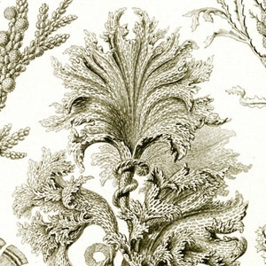 Algae Art, Seaweed Art, Seaweed Algae, Algae Seaweed, Nautical Art, Art Seaweed, Art Nautical, Ernst Haeckel, Haeckel Ernst, Algae Drawing