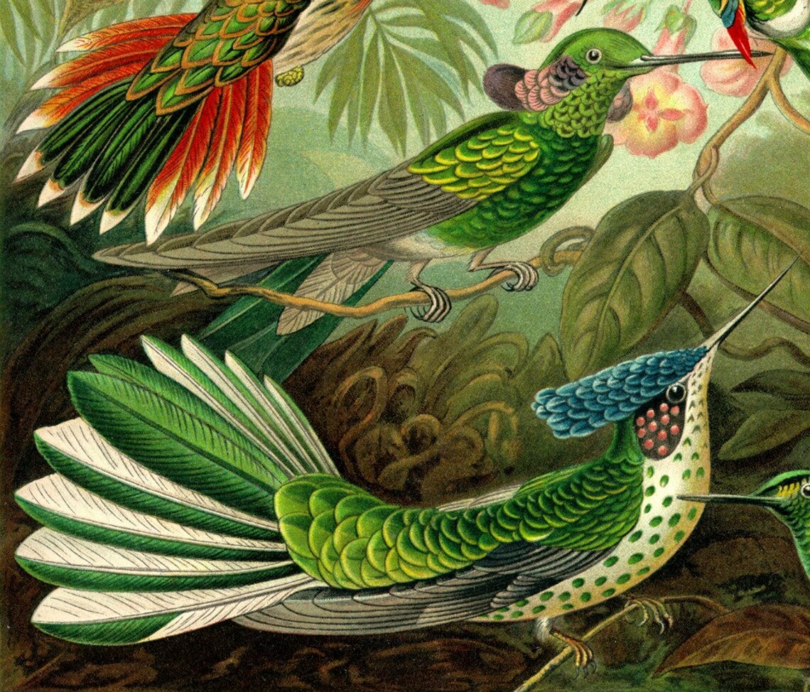 Hummingbird, Giclee Print, Ernst Haeckel, Art Print, Hummingbird Art ...
