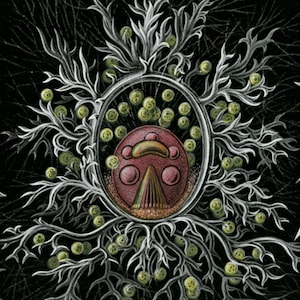Life Plankton, Marine Plankton, Marine Life, Plankton Life, Plankton Marine, Marine Life Plankton, Marine Illustration, Life Marine, Haeckel