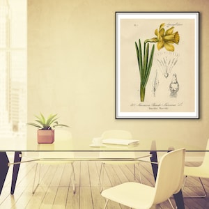 Narcissus Daffodil, Yellow Narcissus, Daffodil Narcissus, Daffodil Yellow, Narcissus Yellow, Narcissus Botanical, Daffodil Print, Daffodil image 3