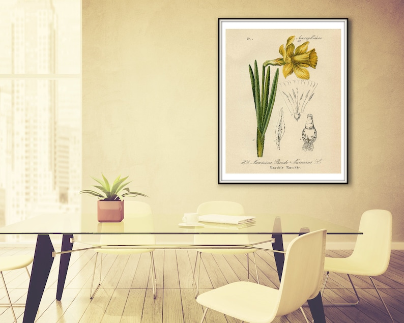 Narcissus Daffodil, Yellow Narcissus, Daffodil Narcissus, Daffodil Yellow, Narcissus Yellow, Narcissus Botanical, Daffodil Print, Daffodil image 3