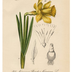 Narcissus Daffodil, Yellow Narcissus, Daffodil Narcissus, Daffodil Yellow, Narcissus Yellow, Narcissus Botanical, Daffodil Print, Daffodil image 1