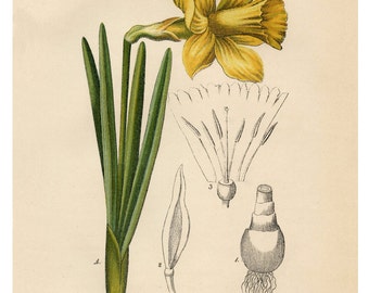 Narcissus Daffodil, Yellow Narcissus, Daffodil Narcissus, Daffodil Yellow, Narcissus Yellow, Narcissus Botanical, Daffodil Print, Daffodil