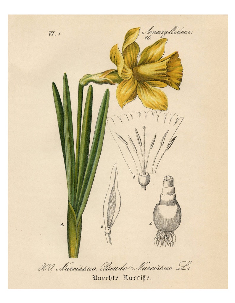 Narcissus Daffodil, Yellow Narcissus, Daffodil Narcissus, Daffodil Yellow, Narcissus Yellow, Narcissus Botanical, Daffodil Print, Daffodil image 1