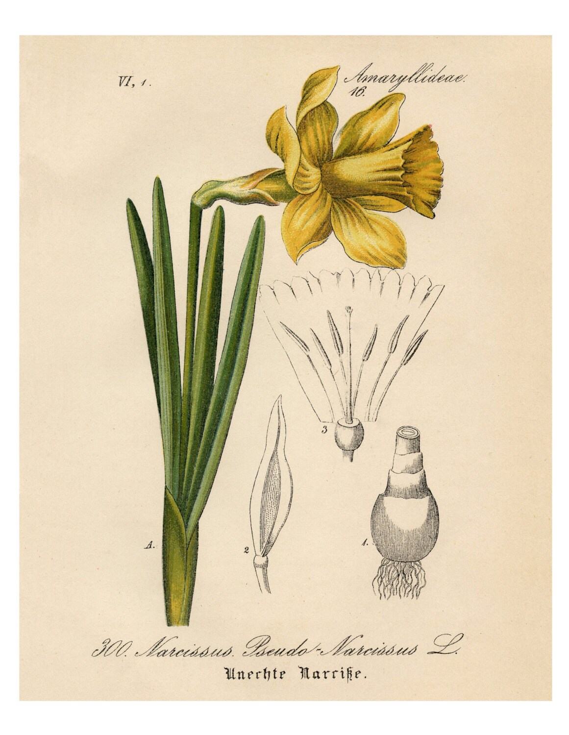 Narcissus Daffodil Yellow Narcissus Daffodil Narcissus 