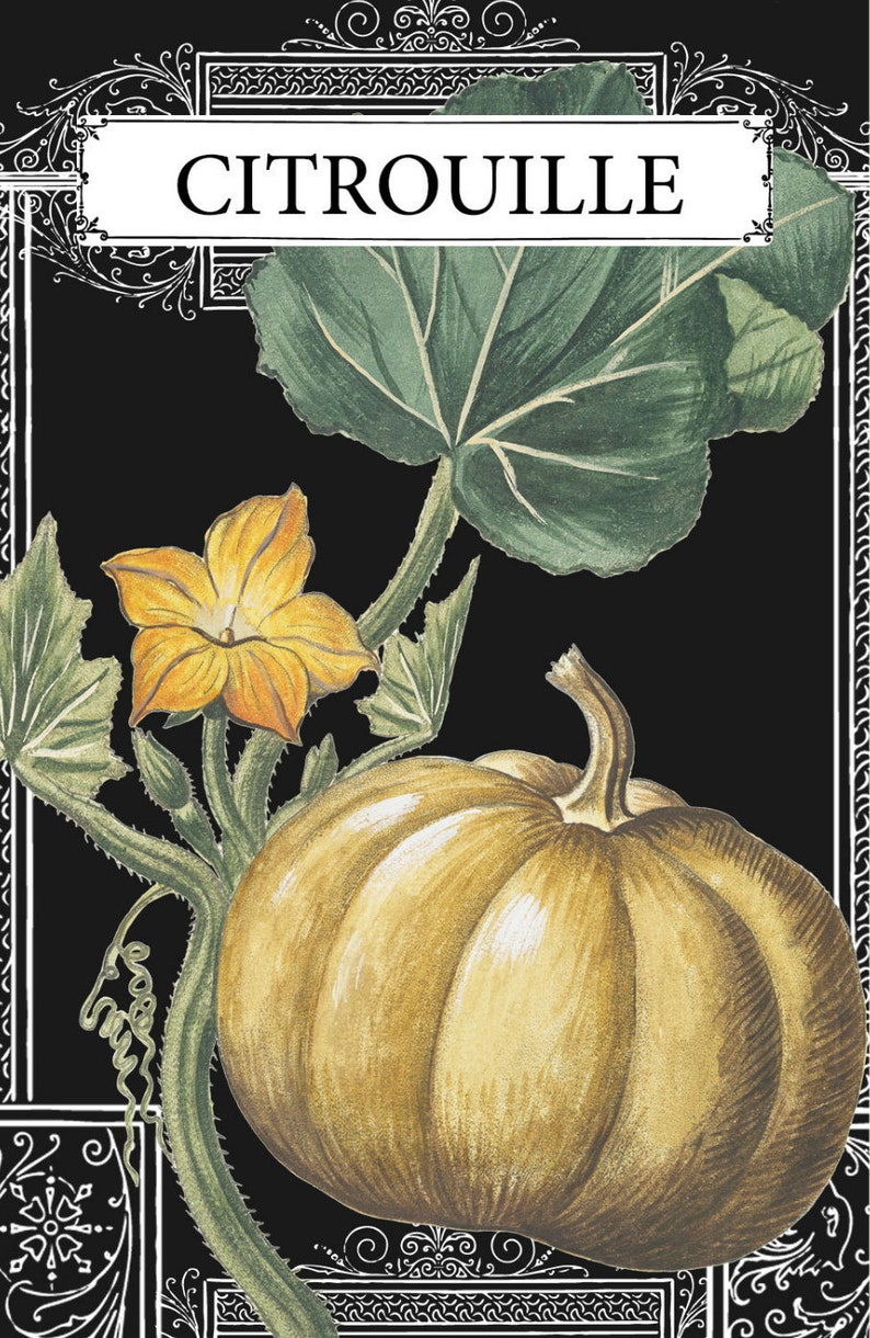 Pumpkin Drawing Pumpkin French Botanical Illustration Pumpkin Illustration French Pumpkin Print Botanical Pumpkin French Illustration