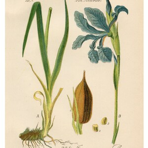 Blue Iris, Botanical Print, Botanical Illustration, Floral Print, Home Decor Wall Art, Vintage Botanical Art Print, Flower Wall Art, Flower