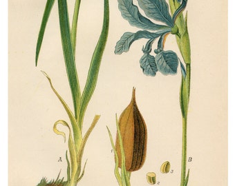 Blue Iris, Botanical Print, Botanical Illustration, Floral Print, Home Decor Wall Art, Vintage Botanical Art Print, Flower Wall Art, Flower