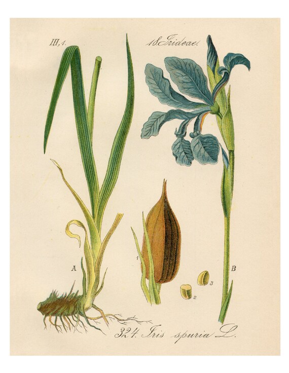 antique victorian botanical print lavender blue iris ornamental flower illustration digital download