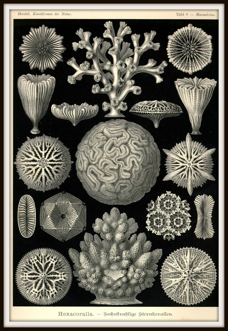 Brain Coral Brain Illustration Coral Brain Coral Etsy