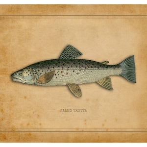 Fish Art Print, Fishing, Fishing Gifts for Men, Trout, Fresh Water, Fly Fishing Gifts, Fish Print, Brown Trout Gifts, Fishing Decor, Fish