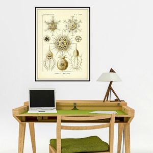 Microscopic Life Forms, Life Forms, Microscopic Life, Microscopic Forms, Life Illustration, Illustration Life, Ernst Haeckel, Scientific Art image 3