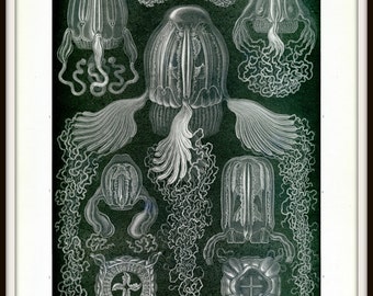 Box Jellyfish, Poisonous Jellyfish, Jellyfish Poisonous, Medusa