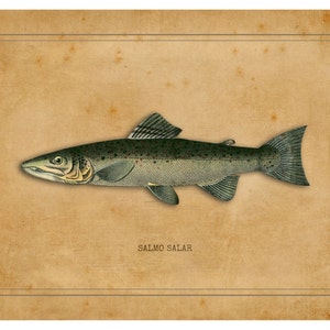 Salmon Print, Fly Fishing, Salmon, Fresh Water, Fly Fishing Gifts, Fish Print, Salmon Gifts, Fly Fishing Art, Atlantic Salmon Artwork