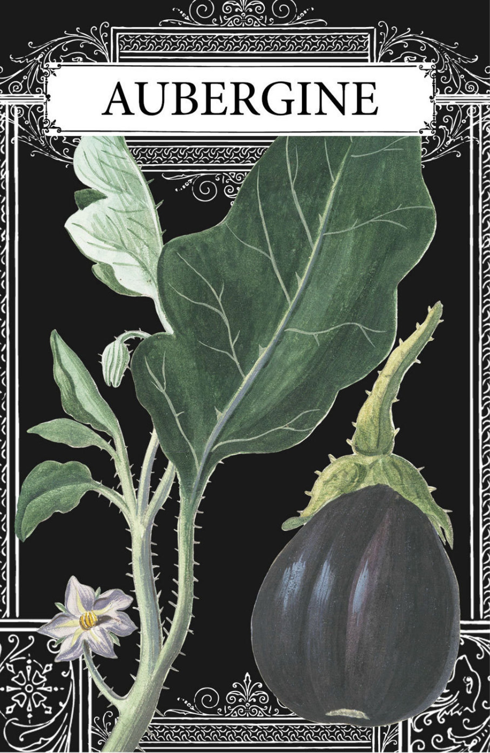 Eggplant Drawing Eggplant French French Eggplant Aubergine Etsy