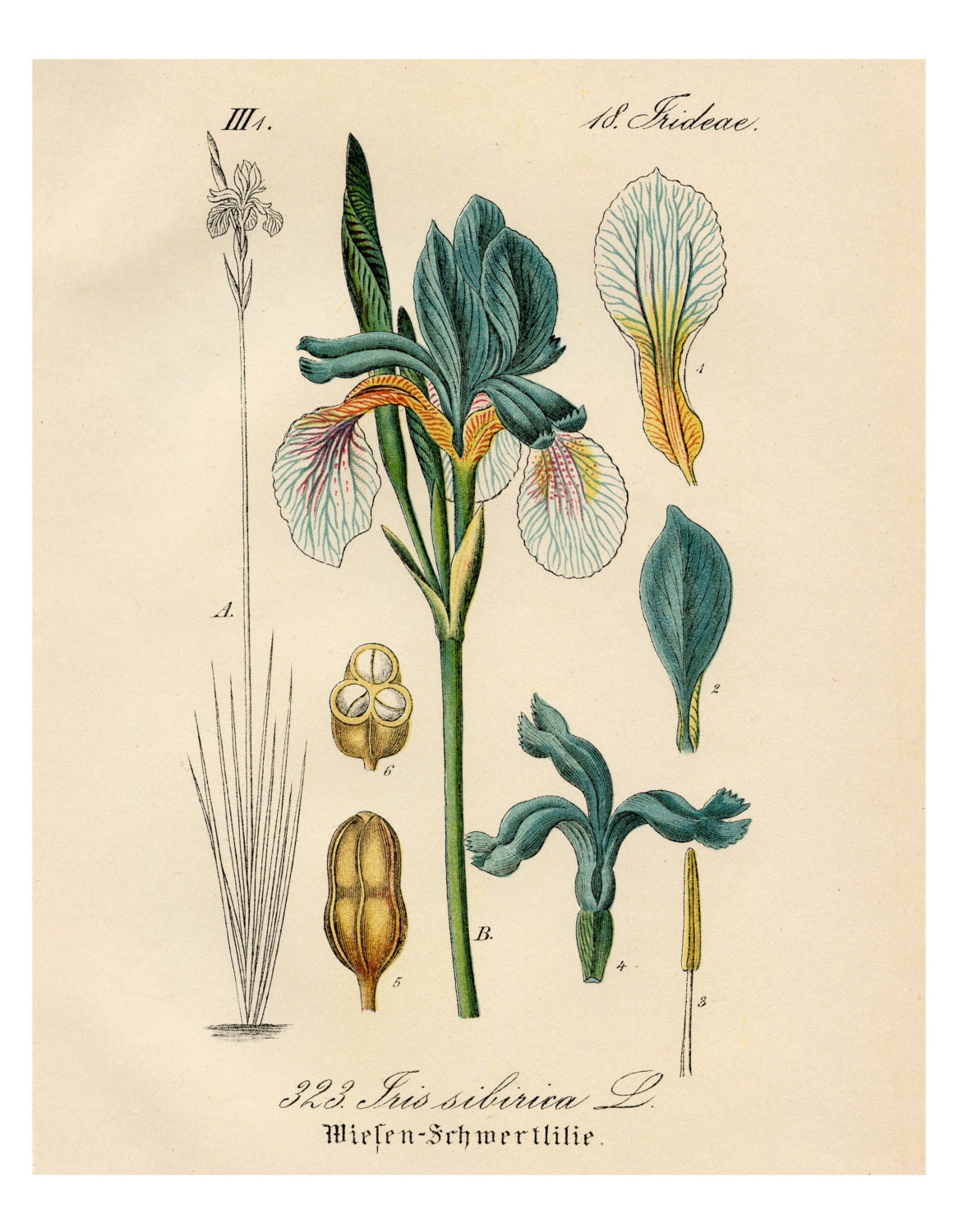 Blue and White Iris, Botanical Print, Giclee Print, Botanical Illustration, Floral Print, Vintage Botanical Art Print, Flower Wall Art, Art