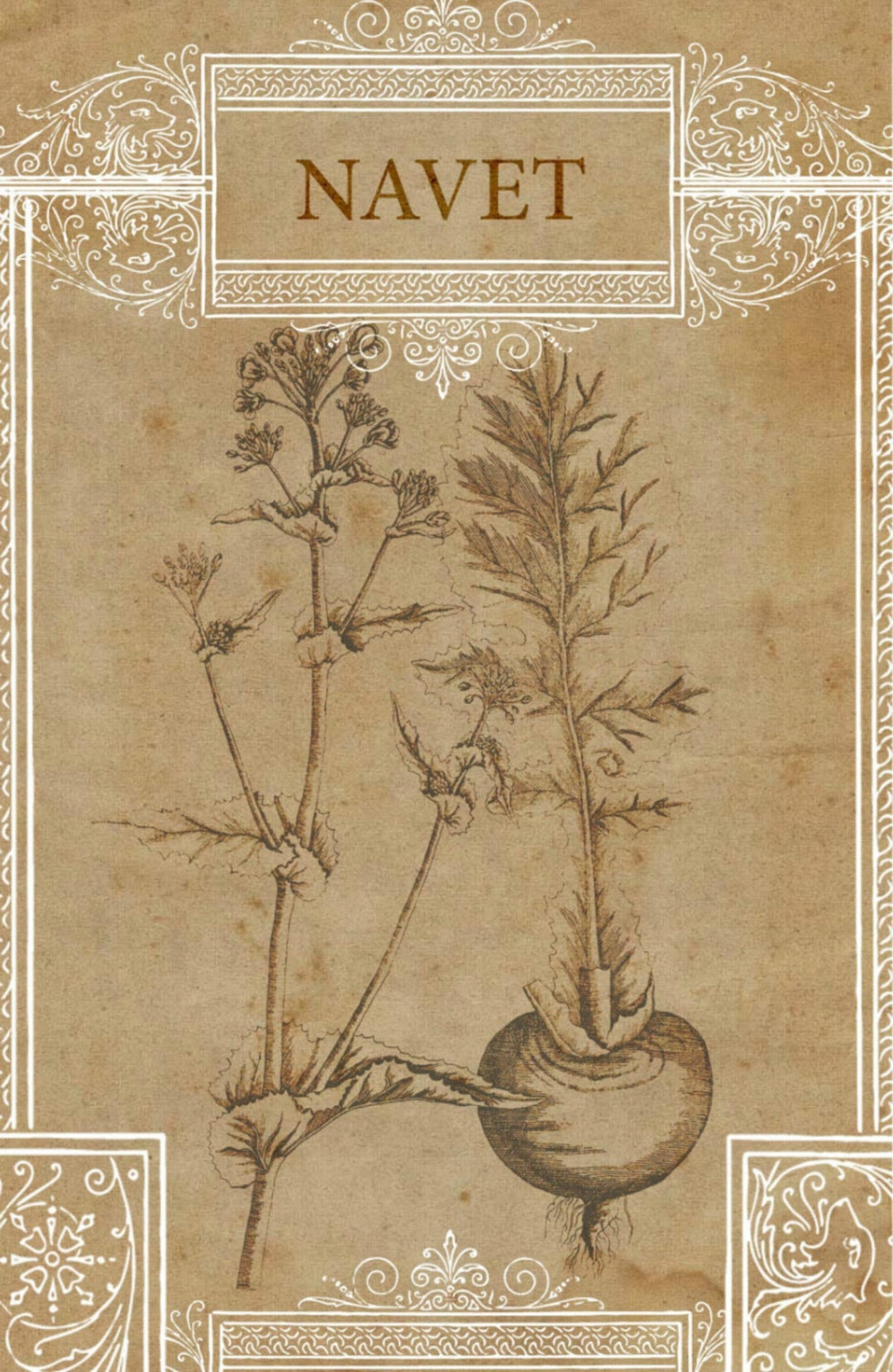 Turnip Drawing, Turnip French, French Turnip, French Illustration