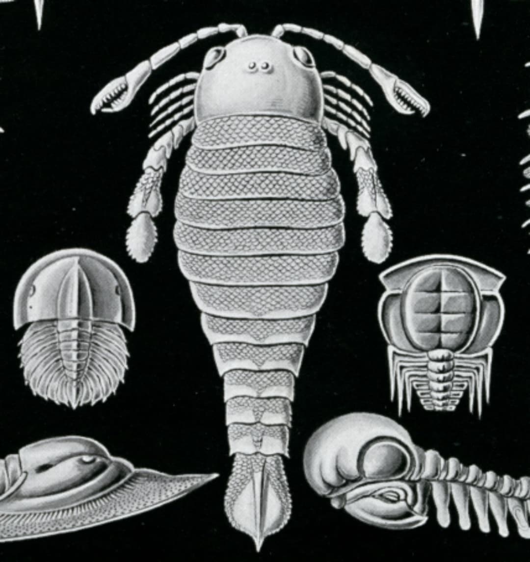 Horseshoe Crabs, Trilobite Fossils, Fossils Trilobite, Scientific Art, Art Scientific, Ernst
