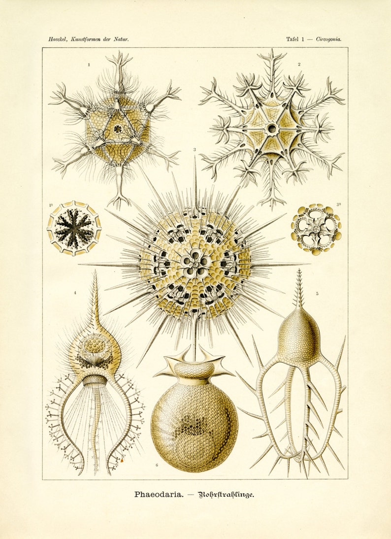 Microscopic Life Forms, Life Forms, Microscopic Life, Microscopic Forms, Life Illustration, Illustration Life, Ernst Haeckel, Scientific Art image 1